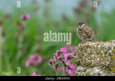 Moineau eurasien passer montanus, adulte perché sur le poteau, falaises de Bempton, East Riding of Yorkshire, Royaume-Uni, mai Banque D'Images