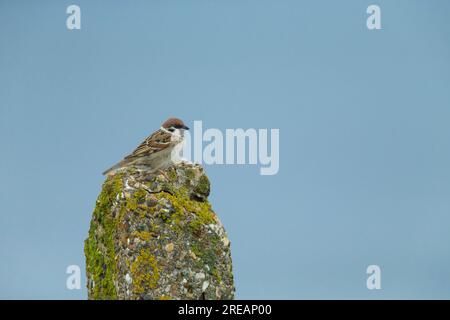 Moineau eurasien passer montanus, adulte perché sur le poteau, falaises de Bempton, East Riding of Yorkshire, Royaume-Uni, mai Banque D'Images