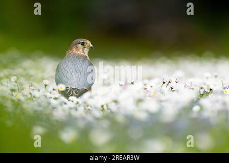 Merlin Falco columbarius (captif), mâle adulte assis dans le pré, Hawk Conservancy Trust, Hampshire, Royaume-Uni, avril Banque D'Images