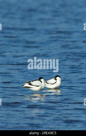 Pied avocat Recurvirostra avosetta, adultes perchés dans un lagon peu profond, Frampton Marsh, Lincolnshire, Royaume-Uni, mars Banque D'Images