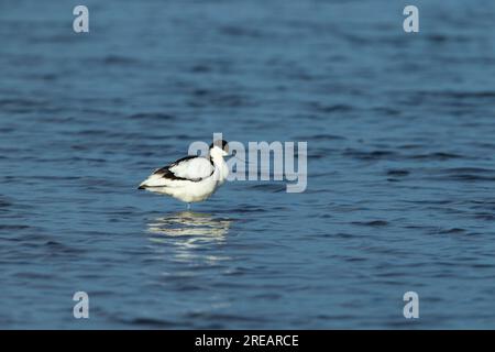 Pied avocat Recurvirostra avosetta, adulte debout dans un lagon peu profond, Frampton Marsh, Lincolnshire, Royaume-Uni, mars Banque D'Images