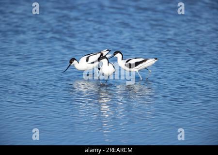 Pied avocat Recurvirostra avosetta, adultes exhibant, Steart Marshes, Somerset, Royaume-Uni, Avril Banque D'Images