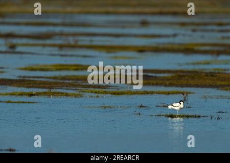 Pied avocet Recurvirostra avosetta, adulte perché dans un lagon peu profond, Frampton Marsh, Lincolnshire, Royaume-Uni, mars Banque D'Images