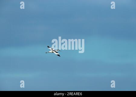 Pied avocat Recurvirostra avosetta, adulte en vol, Frampton Marsh, Lincolnshire, Royaume-Uni, Mars Banque D'Images