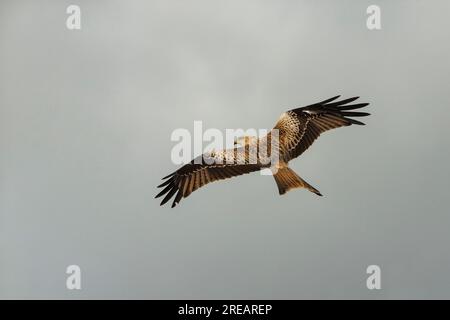 Cerf-volant rouge Milvus milvus, adulte en vol, Berwick Bassett, Wiltshire, Royaume-Uni, Janvier Banque D'Images