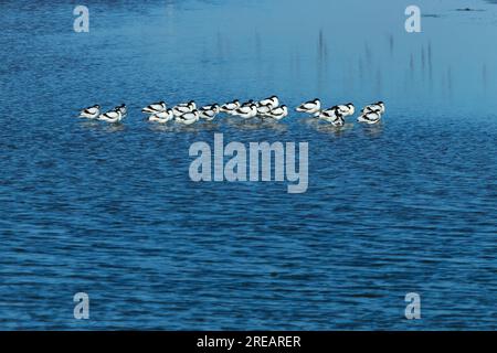 Pied avocet Recurvirostra avosetta, troupeau perché, Frampton Marsh, Lincolnshire, Royaume-Uni, Mars Banque D'Images