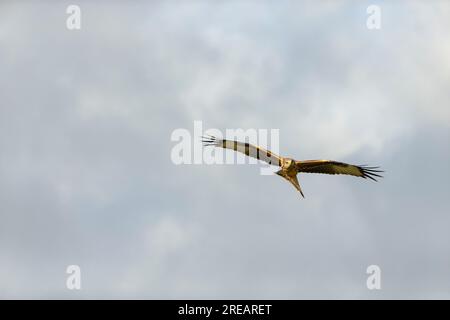 Cerf-volant rouge Milvus milvus, adulte en vol, Berwick Bassett, Wiltshire, Royaume-Uni, Janvier Banque D'Images