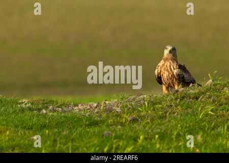 Cerf-volant rouge Milvus milvus, adulte reposant au sol, Berwick Bassett, Wiltshire, Royaume-Uni, janvier Banque D'Images