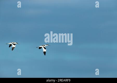 Pied avocat Recurvirostra avosetta, adultes en vol, Frampton Marsh, Lincolnshire, Royaume-Uni, Mars Banque D'Images