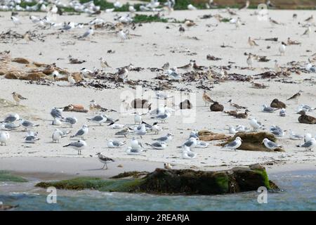 Vue paysage d'oiseaux marins mixtes, Coquet Island, Northumberland, Royaume-Uni, juillet Banque D'Images