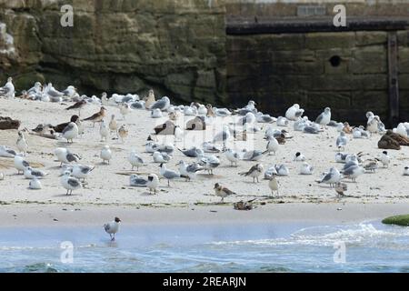 Vue paysage d'oiseaux marins mixtes, Coquet Island, Northumberland, Royaume-Uni, juillet Banque D'Images