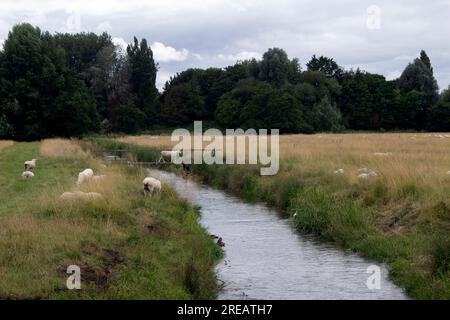Harnham Water Meadows, Salisbury, Wiltshire Angleterre Royaume-Uni Banque D'Images
