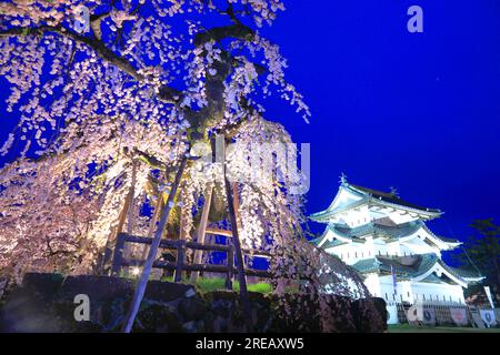 Illuminez les cerisiers en fleurs au château de Hirosaki Banque D'Images