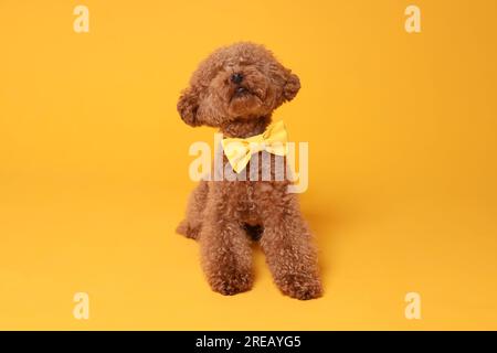 Mignon chien Maltipoo avec noeud papillon jaune sur le cou sur fond orange Banque D'Images