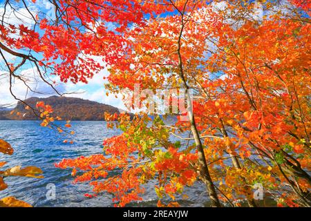 Lac Towada dans les feuilles d'automne Banque D'Images