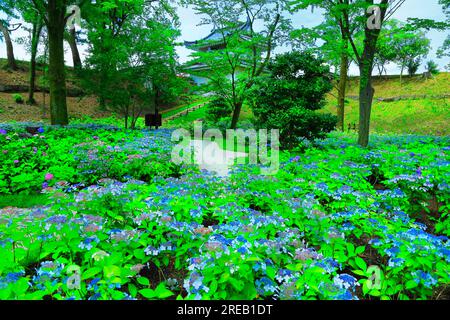 Château de Nijo avec hortensias en fleurs Banque D'Images