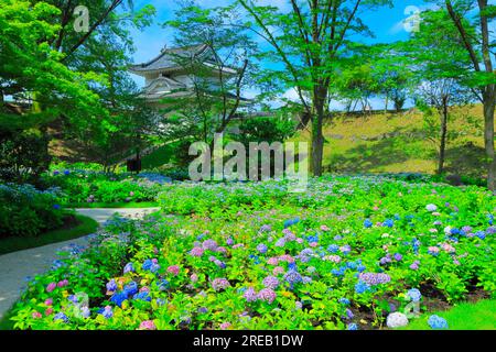 Château de Nijo avec hortensias en fleurs Banque D'Images