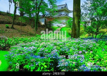 Château de Nijo avec hortensias en fleurs Banque D'Images