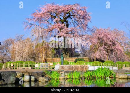 Fleurs de cerisiers Gionshidare dans le parc Maruyama Banque D'Images