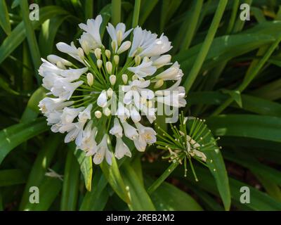 Vue de dessus en gros plan de fleur blanche fraîche d'agapanthus aka lis du Nil ou lis africain fleurissant dans le jardin d'été Banque D'Images