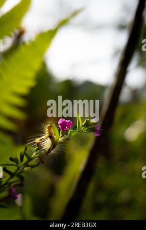 Une chenille jaune mangeant une feuille à côté d'une fleur violette (False Heather / Cuphea Hyssopifolia) le matin. Banque D'Images