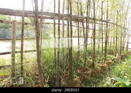 La plante de bambou Fishpole à la ferme pour la récolte sont des cultures commerciales Banque D'Images