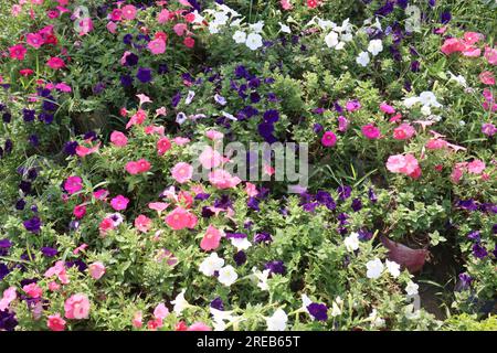 Petunia 'Shock Wave denim plante de fleurs à la ferme pour la récolte sont des cultures commerciales Banque D'Images