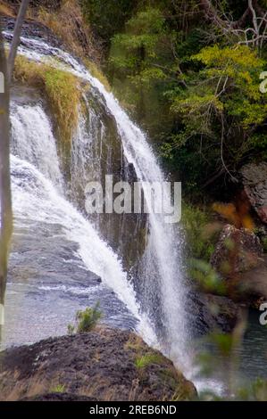 Millstream Falls, Yindinji, Big Millstream Falls, réputée être la plus large cascade d'Australie, Ravenshoe, Australie. Banque D'Images