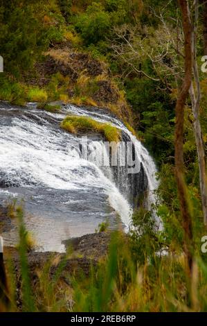 Millstream Falls, Yindinji, Big Millstream Falls, réputée être la plus large cascade d'Australie, Ravenshoe, Australie. Banque D'Images