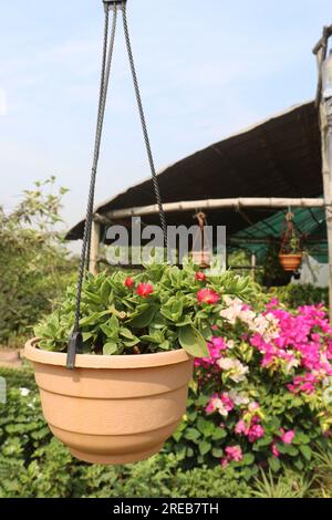 Fleur de rose de soleil de bébé sur le pot suspendu dans la pépinière pour la récolte sont des cultures commerciales Banque D'Images