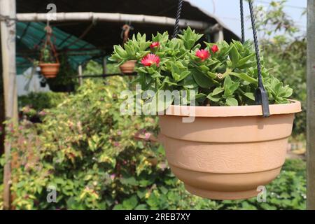 Fleur de rose de soleil de bébé sur le pot suspendu dans la pépinière pour la récolte sont des cultures commerciales Banque D'Images