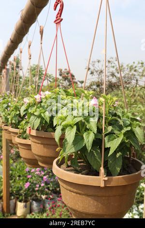 Fleur de Wishbone sur l'arbre dans le pot suspendu sur la pépinière pour la récolte sont des cultures commerciales Banque D'Images