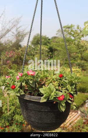 Fleur de rose de soleil de bébé sur le pot suspendu dans la pépinière pour la récolte sont des cultures commerciales Banque D'Images