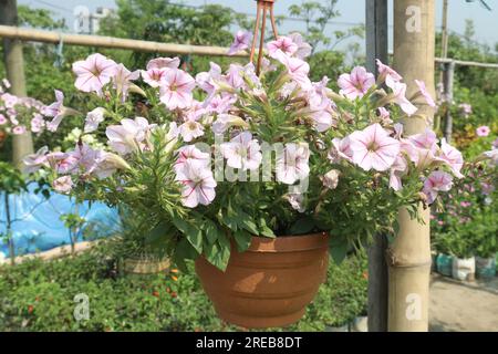 Plante de fleur de Surfinia sur pot suspendu dans la ferme pour la récolte sont des cultures commerciales Banque D'Images