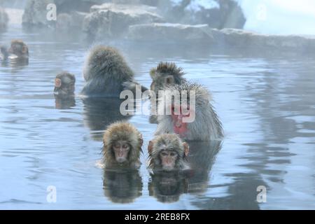 Singe japonais à Onsen hotspring Banque D'Images