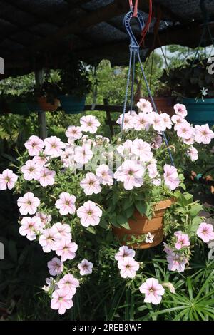 Plante de fleur de Surfinia sur pot suspendu dans la ferme pour la récolte sont des cultures commerciales Banque D'Images