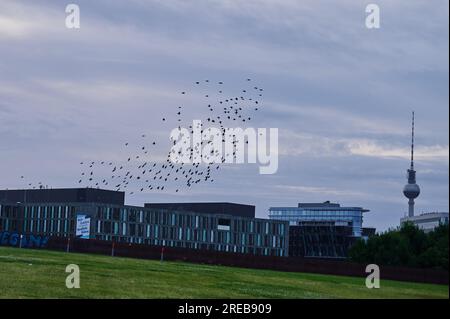 Berlin, Allemagne. 26 juillet 2023. Un troupeau d'étourneaux vole dans le Spreebogenpark entre le district gouvernemental et la gare principale. Selon l’ornithologue sieste, l’imperméabilisation des zones est actuellement la plus grande menace pour les oiseaux à Berlin. Parce que de plus en plus de zones sont construites, l'habitat des oiseaux dans la ville devient de plus en plus petit. Crédit : Annette Riedl/dpa/Alamy Live News Banque D'Images