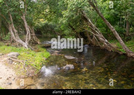 Little Mulgrave River, paisible scène de rivière bordée d'arbres, Cairns, Australie. Banque D'Images