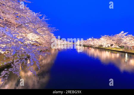 Illuminez les cerisiers en fleurs au château de Hirosaki Banque D'Images