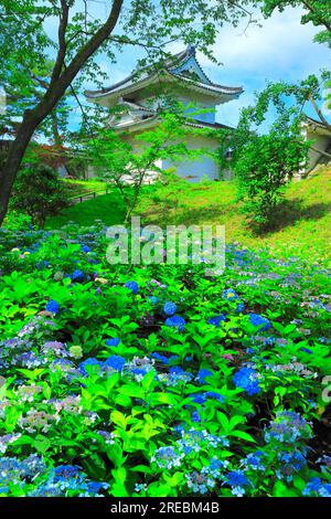 Château de Nijo avec hortensias en fleurs Banque D'Images