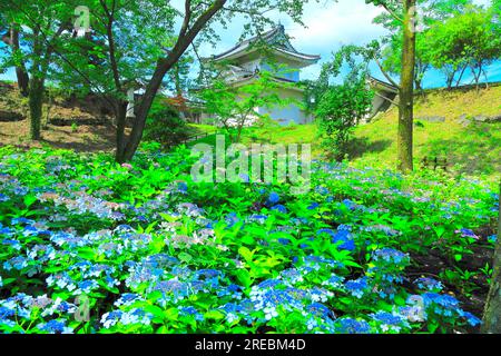 Château de Nijo avec hortensias en fleurs Banque D'Images