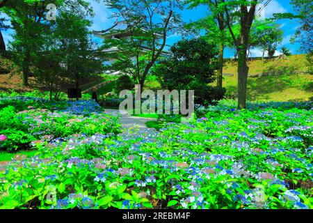 Château de Nijo avec hortensias en fleurs Banque D'Images