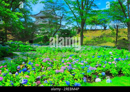 Château de Nijo avec hortensias en fleurs Banque D'Images