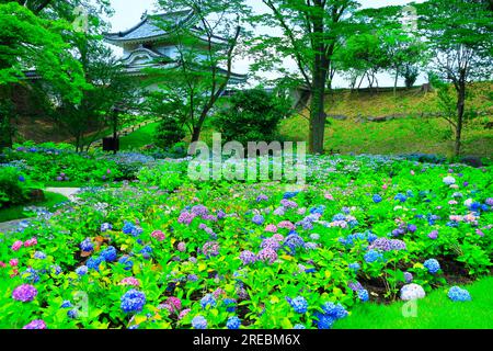 Château de Nijo avec hortensias en fleurs Banque D'Images