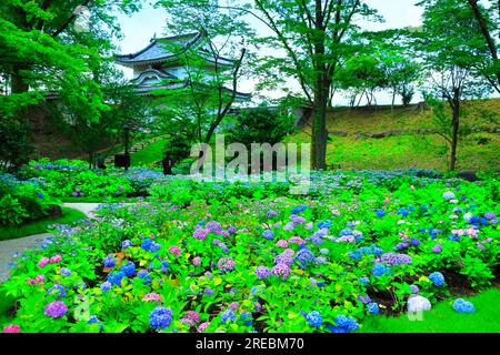 Château de Nijo avec hortensias en fleurs Banque D'Images