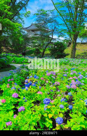 Château de Nijo avec hortensias en fleurs Banque D'Images