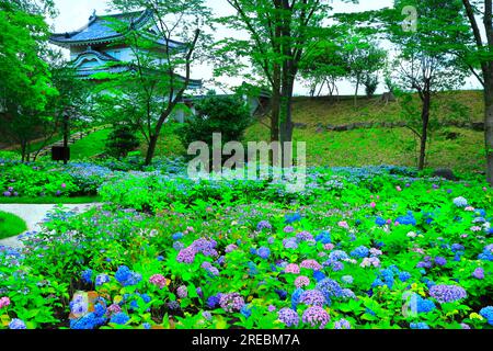 Château de Nijo avec hortensias en fleurs Banque D'Images