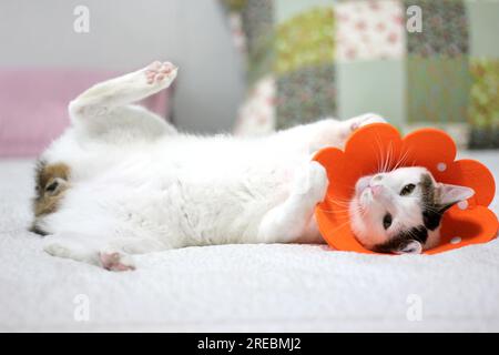 Petit chat bobtail japonais avec col élisabéthain après chirurgie de spay Banque D'Images