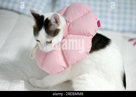 Petit chat bobtail japonais avec col élisabéthain après chirurgie de spay Banque D'Images