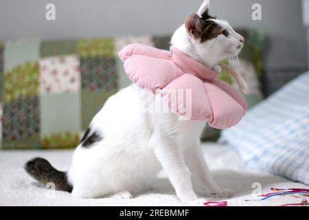 Petit chat bobtail japonais avec col élisabéthain après chirurgie de spay Banque D'Images